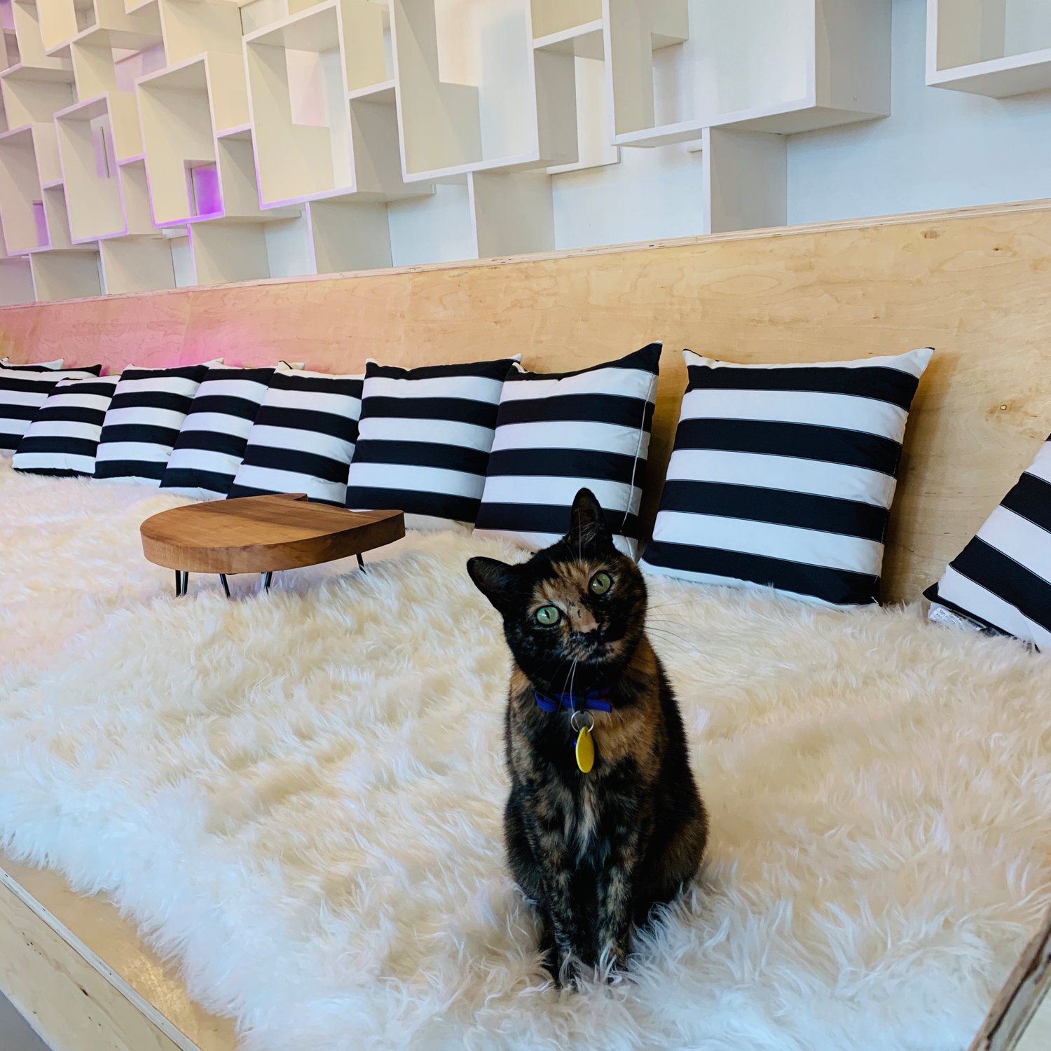 39 HQ Images Purr Cat Cafe / Future Of Boston S First Cat Cafe